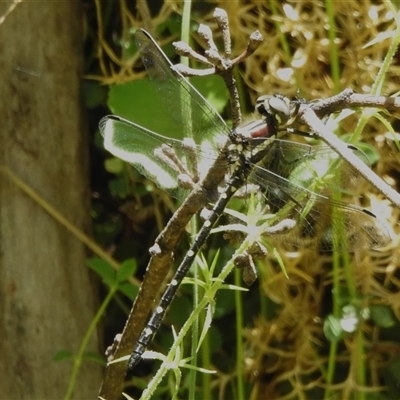 Unidentified Dragonfly (Anisoptera) at Cotter River, ACT - 12 Dec 2024 by JohnBundock