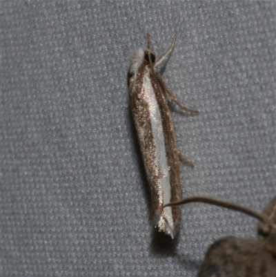 Mimoscopa ochetaula (A Tineid moth (Myrmecozelinae)) at Freshwater Creek, VIC - 16 Apr 2020 by WendyEM