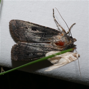 Agrotis infusa at Freshwater Creek, VIC - 15 Apr 2020