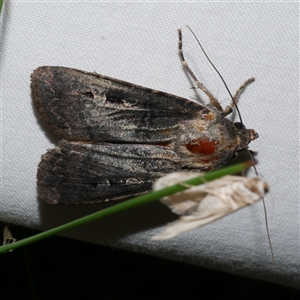 Agrotis infusa at Freshwater Creek, VIC - 15 Apr 2020 09:41 PM