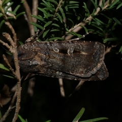 Agrotis infusa (Bogong Moth, Common Cutworm) at Freshwater Creek, VIC - 15 Apr 2020 by WendyEM