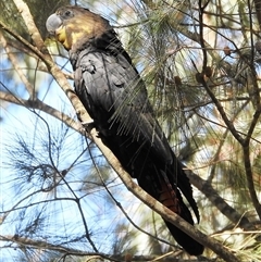 Calyptorhynchus lathami lathami (Glossy Black-Cockatoo) at Wingello, NSW - 3 Dec 2015 by GITM1