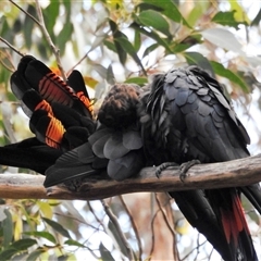 Calyptorhynchus lathami lathami at Wingello, NSW - suppressed