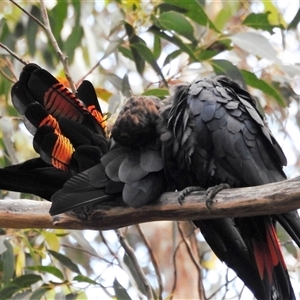 Calyptorhynchus lathami lathami at Wingello, NSW - suppressed