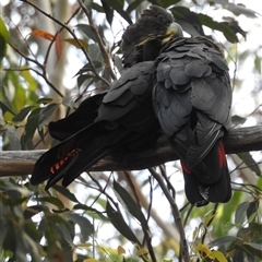 Calyptorhynchus lathami lathami at Wingello, NSW - suppressed