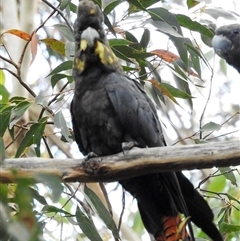 Calyptorhynchus lathami lathami at Wingello, NSW - 3 Dec 2015