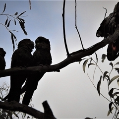 Calyptorhynchus lathami lathami at Wingello, NSW - 3 Dec 2015