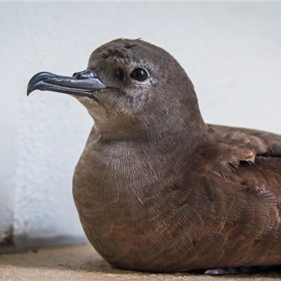 Ardenna pacifica (Wedge-tailed Shearwater) at Yeppoon, QLD - 12 Dec 2024 by trevsci