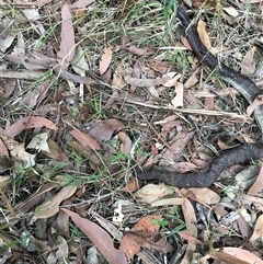 Notechis scutatus (Tiger Snake) at Bingie, NSW - 12 Dec 2024 by LMF