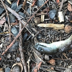 Notechis scutatus at Bingie, NSW - suppressed