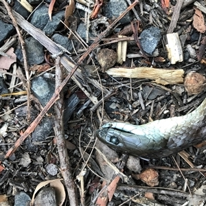 Notechis scutatus at Bingie, NSW - suppressed