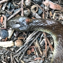 Notechis scutatus at Bingie, NSW - suppressed