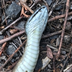 Notechis scutatus at Bingie, NSW - suppressed