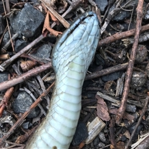 Notechis scutatus at Bingie, NSW - suppressed