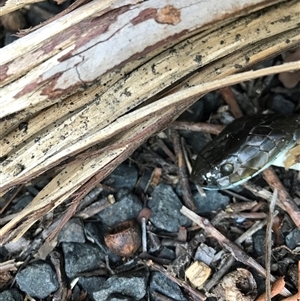 Notechis scutatus at Bingie, NSW - suppressed