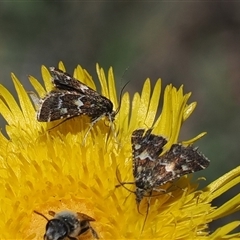 Oenogenes fugalis at Mount Clear, ACT - 11 Dec 2024 by RAllen