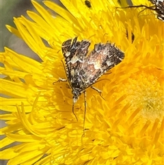 Oenogenes fugalis at Mount Clear, ACT - 11 Dec 2024