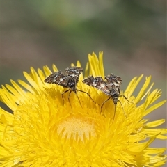 Oenogenes fugalis at Mount Clear, ACT - 11 Dec 2024