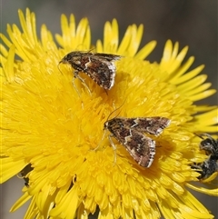 Oenogenes fugalis at Mount Clear, ACT - 11 Dec 2024 12:26 PM