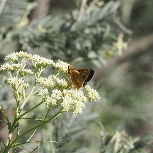 Trapezites eliena at Booth, ACT - 11 Dec 2024 04:52 PM