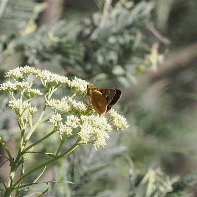 Trapezites eliena (Orange Ochre) at Booth, ACT - 11 Dec 2024 by RAllen