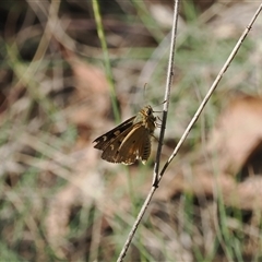 Trapezites eliena at Booth, ACT - 11 Dec 2024 04:52 PM