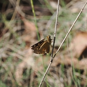 Trapezites eliena at Booth, ACT - 11 Dec 2024