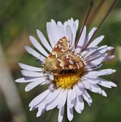 Oenogenes fugalis (A Pyralid moth) at Mount Clear, ACT - 11 Dec 2024 by RAllen