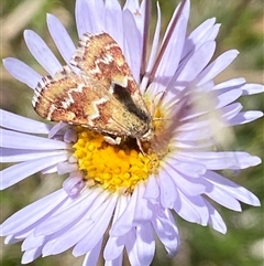 Oenogenes fugalis at Mount Clear, ACT - 11 Dec 2024 12:32 PM