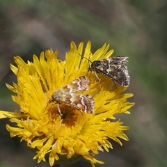 Oenogenes fugalis at Mount Clear, ACT - 11 Dec 2024 12:32 PM