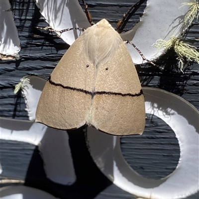 Gastrophora henricaria (Fallen-bark Looper, Beautiful Leaf Moth) at Mount Clear, ACT - 11 Dec 2024 by RAllen