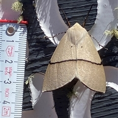 Gastrophora henricaria at Mount Clear, ACT - 11 Dec 2024