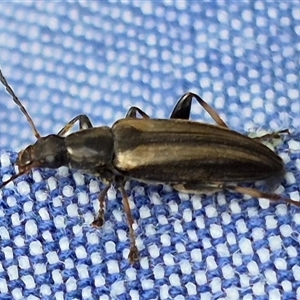 Unidentified Beetle (Coleoptera) at Bungendore, NSW by clarehoneydove