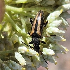 Lepturidea pascoei at Bungendore, NSW - 7 Dec 2024