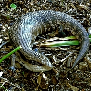 Tiliqua scincoides scincoides at Goulburn, NSW by Milly