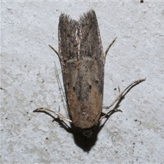 Telanepsia (genus) (A Concealer moth (Chezala group) at Freshwater Creek, VIC - 18 Apr 2020 by WendyEM