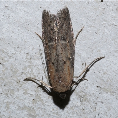 Unidentified Concealer moth (Oecophoridae) at Freshwater Creek, VIC - 17 Apr 2020 by WendyEM