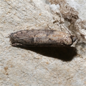 Telanepsia (genus) at Freshwater Creek, VIC - 18 Apr 2020