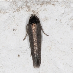 Unidentified Concealer moth (Oecophoridae) at Melba, ACT - 9 Dec 2024 by kasiaaus