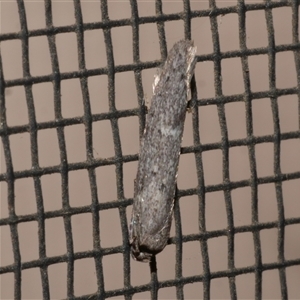 Telanepsia (genus) at Freshwater Creek, VIC - 18 Apr 2020 12:00 AM