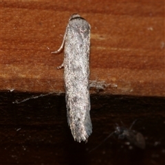 Telanepsia (genus) at Freshwater Creek, VIC - 18 Apr 2020 12:00 AM