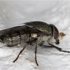 Stomorhina subapicalis (A snout fly) at Melba, ACT - 9 Dec 2024 by kasiaaus