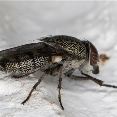 Stomorhina subapicalis (A snout fly) at Melba, ACT - 9 Dec 2024 by kasiaaus