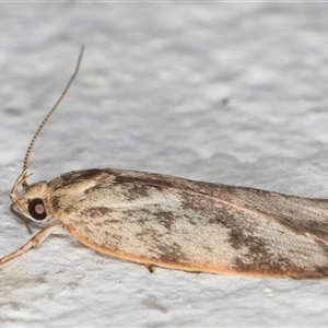 Garrha phoenopis at Melba, ACT - 9 Dec 2024