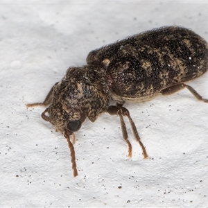 Unidentified Other beetle at Melba, ACT by kasiaaus