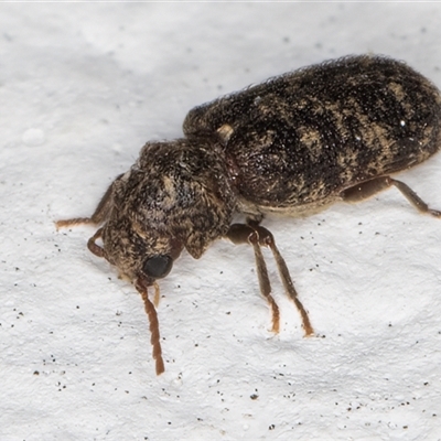 Priobium multimaculatus (A deathwatch beetle) at Melba, ACT - 9 Dec 2024 by kasiaaus