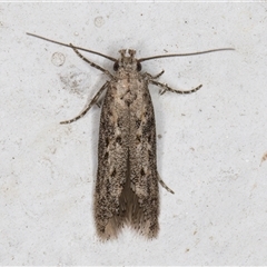 Unidentified Concealer moth (Oecophoridae) at Melba, ACT - 9 Dec 2024 by kasiaaus