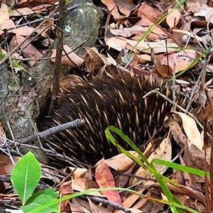 Tachyglossus aculeatus at Jervis Bay, JBT - 7 Dec 2024 05:55 PM