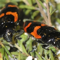 Castiarina bremei (A jewel beetle) at Yarralumla, ACT - 12 Dec 2024 by Harrisi