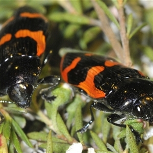 Castiarina bremei at Yarralumla, ACT - 12 Dec 2024